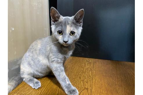 成約済の千葉県のマンチカン-27288の2枚目